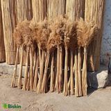 Pampas Natural Dekorasyon Süs Çiçeği 30 - Açık Kahverengi