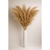 Pampas Otu 10’lu Demet | 160–180cm Uzun Boy | Doğal Kurutulmuş Pampas Çiçeği | Ev & Salon Dekoru