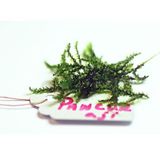 Pancuraji Moss 5x5 Yeni Sarım Canlı Bitki