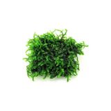Pancuraji Moss Cup Canlı Bitki