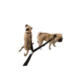 Pandogo Kedi Köpek Çiftli Gezdirme Tasması Siyah Çoklu Tasma Premium Kalite Model Amsterdam