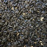 Papağan Çekirdek Küçük Taneli 1 KG Taze