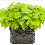 Papas Light Greentatlı Patates Fidesi 1 Adet