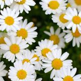 Papatya Tohumu Yerli Anthemis Nobilis L. 100 Adet