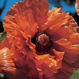 Papaver Indian Chief İri Kafa Gelincik Çiçeği Soğanı (1 Adet)