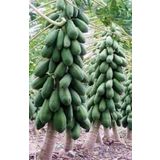 Papaya Ağacı Ekim Seti 3 Tohum + Saksı + Toprak + Süpriz Hediye