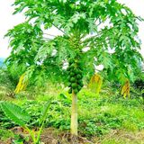Papaya Fidanı 120 Cm (2 Adet)