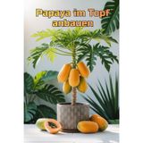 Papaya im Topf anbauen: Eine vollständige Schritt-für-Schritt-Anleitung zum Anbau von Papayas für Haus und Wohnung: von der Pflanzung bis zur Ernte (Früchte)