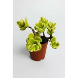 Para Ağacı Bereket Çiçeği Afra Variegata Özel Tür Sukulent Crassula Ovata Yeşil Sarı Yapraklı Bonsai