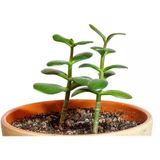 Para Ağacı Bereket, Iyi Şans Para Çiçeği Crassula Ovata 10-20 Cm