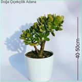 Para Ağacı Bereket, Iyi Şans Ve Para Çiçeği Crassula Ovata 0102