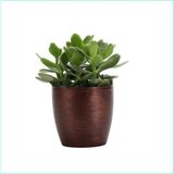 Para Ağacı Bereket, Iyi Şans Ve Para Çiçeği Crassula Ovata Dekoratif Saksıda