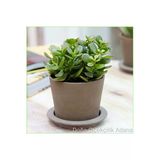 Para Ağacı Bereket, Iyi Şans Ve Para Çiçeği Crassula Ovata
