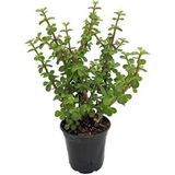 Para Ağacı Bonsai Bitkisi