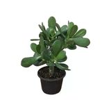 Para Ağacı Çiçeği ( Büyük Boy) Kaktüs Sukulent 10-20 Cm