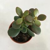 Para Ağacı Çiçeği Crassula Ovata Fidanı 10-20 Cm