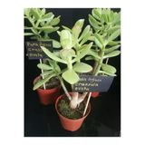 Para Ağacı Çiçeği (Crassula Ovata)