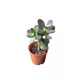Para Ağacı Çiçeği Fidanı Kaktüs Sukulent 10-20 Cm