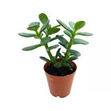 Para Ağacı Çiçeği Kaktüs Fidanı 10-20 Cm