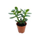 Para Ağacı Çiçeği Kaktüs Sukulent 10-20 Cm