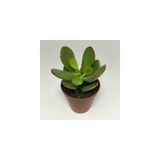 Para Ağacı Çiçeği Yeşim Bitkisi Mini Crassula Ovata