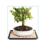 Para Ağacı Crassula Ovata