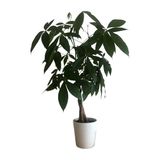 Para Ağacı (Pachira Aquatica)