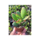Para Ağacı - Şans Getiren Kaktüs Sukulent - Crassula Ovata - Para Çiçeği Ev Bitkisi