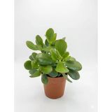 Para Bereket Çiçeği Yeşim Bitkisi ( Crassula Ovata) 10-20 Cm