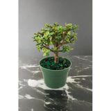 Para Bonsai Orta Boy Odunsu Gövde Afra Para Çiçeği 001