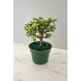 Para Bonsai Orta Boy Odunsu Gövde Afra Para Çiçeği 001Be
