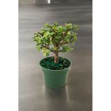 Para Bonsai Orta Boy Odunsu Gövde Afra Para Çiçeği