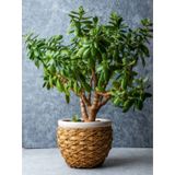 Para Çiçeği 20 40 Cm 1 Adet Saksılı Iç Mekan Bitkisi Crassula Ovata