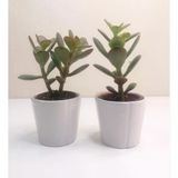 Para Çiçeği 2'Li Crassula Ovata Sukulent 10-20 Cm