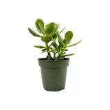 Para Çiçeği 9.5 Cm Saksıda Crassula Ovata 10-20 Cm