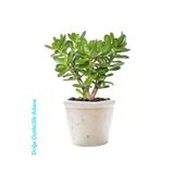 Para Çiçeği Bereket Ağacı Crassula Ovatapara Çiçeği Bereket Ağacı Crassula Ovata