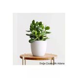 Para Çiçeği Bonsai Bereket Ağacı Crassula Ovata 01