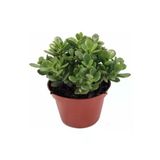 Para Çiçegi Bonsai Bitkisi Para Ağacı Şans Bereket Bitkisi 10-20 Cm