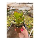 Para Çiçeği Bonsai Crassula Ovata Sukulent 10-20 Cm