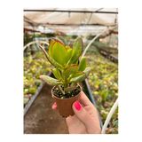 Para Çiçeği Bonsai Crassula Ovata Sukulent 5,5Cm