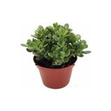 Para Çiçegi Bonsai Yeşim Bitkisi Para Ağacı Şans Bereket Bitkisi <20Cm 35 Cm >, BTS05032025BYB66