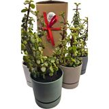 Para Çiçeği Crassula Ovata Canlı Bitki, Saksılı, 10CM Çap, 25CM Yükseklik, Karışık Renkli - Çok Renkli