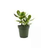Para Çiçeği Crassula Ovata Fidanı Saksılı 10-20 cm