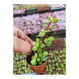 Para Çiçeği Fidanı 10-20 Cm