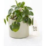 Para Çiçeği Fidanı Çin Para Çiçeği 10-20 Cm