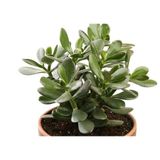 Para Çiçeği Fidanı Crassula Ovata Minor10-20 Cm