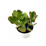 Para Çiçeği Fidesi Fidanı 10-20 Cm