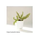 Para Çiçeği Özel Saksıda Afra Portulacaria