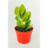 Para Çiçeği Para Ağacı Yeşim Bitkisi Büyük Boy Crassula Portulacea Bolluk Bereket Çiçeği