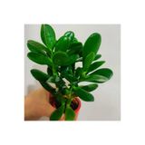 Para Çiçegi Sans Bıtkısı Bonsai Para Çiçeği 10-20 Cm